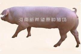 美系长白原种母猪