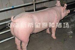 美系大约克种母猪品种