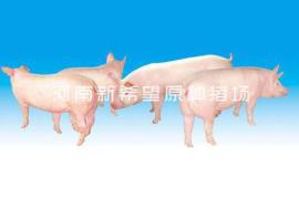 美系二元母猪,种猪场供应