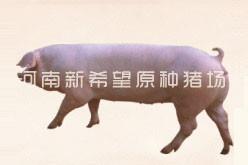 美系长白种母猪,种猪品种