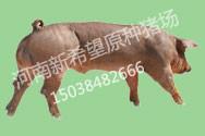 河南苗猪养殖,杜洛克种猪供应
